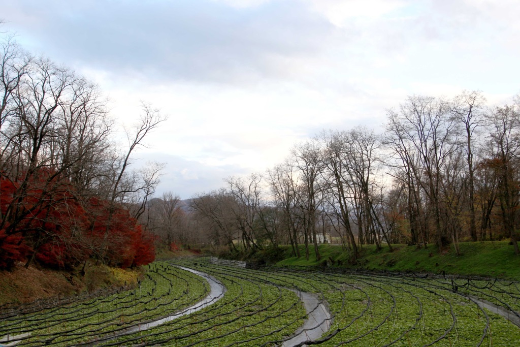 Matsumoto and Daio wasabi farm Elizabeth on the Road